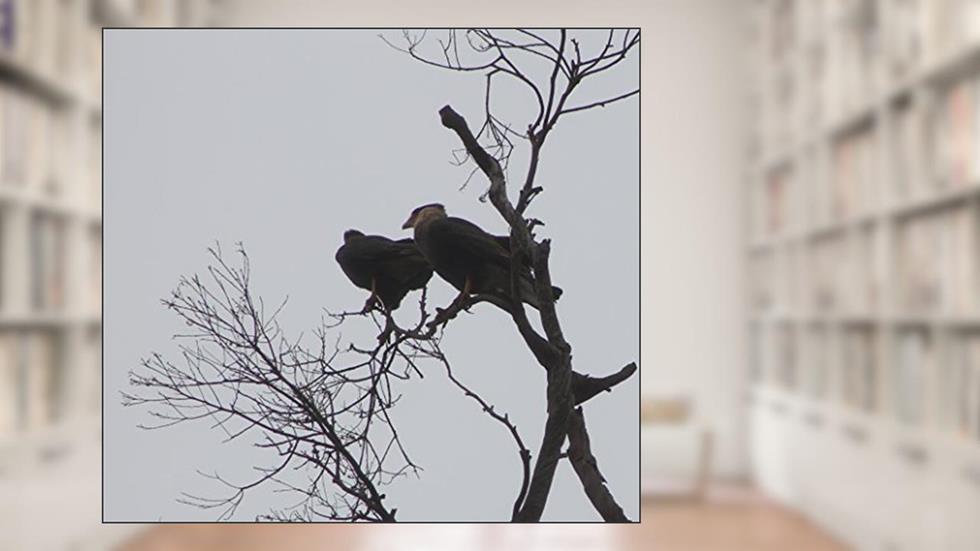 TOCAIA, do autor Marco Fabiani