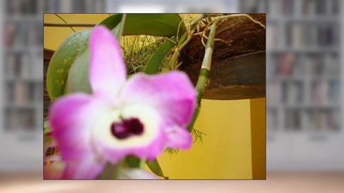 Capa de Migrantes do Cariri (1), do autor Jose Lopes