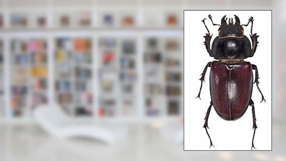 O Escaravelho, do autor Estêvão de Sousa