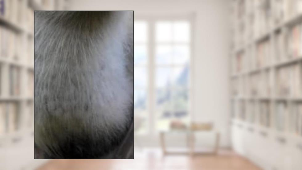 FLAMENGO: HEXACAMPEÃO (Portuguese Edition), do autor LUIZ DUARTE