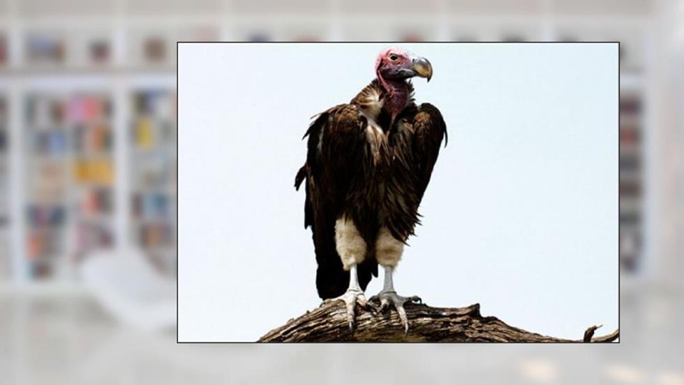 CARNIÇA + 4 CONTOS DE SUSPENSE, do autor JODERYMA TORRES