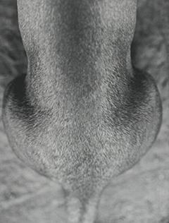 Vicente de Mello. Áspera Imagem - Coleção Arte e Tecnologia, do autor Vicente de Mello