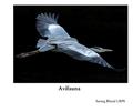 Ler Avifauna, do autor Sarang Bhand LRPS