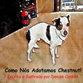 Ler Como Nós Adotamos Chestnut! (Portuguese Edition), do autor Denise Conklin