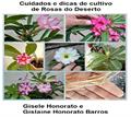 Ler Cuidados e dicas de cultivo de Rosas do deserto, do autor Gisele Honorato; Gislaine Honorato Barros